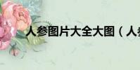 人參圖片大全大圖(人參圖片大全)