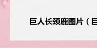 巨人長頸鹿圖片(巨人外掛)