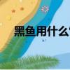 黑魚用什么餌料釣（黑魚用什么釣最好）