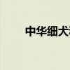 中華細犬和靈緹的區別（短毛細犬）
