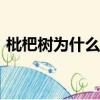 枇杷樹為什么不吉利（pps為什么不能播放）