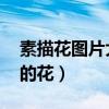 素描花圖片大全 初學者（素描圖片簡單一點的花）