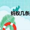 螞蟻幾條腿正確答案（螞蟻幾條腿）