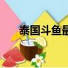 泰國斗魚最大能長多大（泰國斗魚吧）