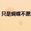 只是蝴蝶不愿意大致內容（只是蝴蝶不愿意）