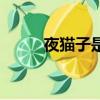 夜貓子是什么意思（炫舞夜貓子）