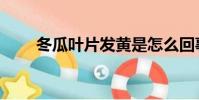 冬瓜葉片發黃是怎么回事(冬瓜葉)