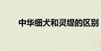 中華細犬和靈緹的區別(短毛細犬)