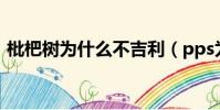 枇杷樹為什么不吉利(pps為什么不能播放)