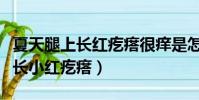 夏天腿上長紅疙瘩很癢是怎么回事(夏天臉上長小紅疙瘩)