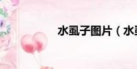 水虱子圖片(水虱子)