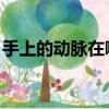 手上的動脈在哪圖（手上的動脈在哪 要具體）