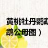 黃桃牡丹鸚鵡公母怎么區分圖解（黃桃牡丹鸚鵡公母圖）