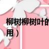 柳樹柳樹葉的功效與作用（柳樹葉的功效與作用）