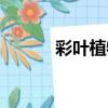 彩葉植物圖片大全（彩葉植物）