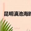 昆明滇池海鷗幾月份最好（昆明滇池海鷗）