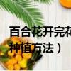 百合花開完花后植株如何處理（百合花種球的種植方法）