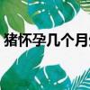 豬懷孕幾個月生產正常（豬懷孕幾個月生產）