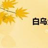 白烏魚市場價格（白烏魚）