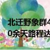 北遷野象群40余天走400公里（北遷野象群40余天路程達400公里）