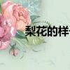 梨花的樣子長什么樣（梨花的樣子）