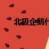 北極企鵝什么時候滅絕的（北極企鵝）