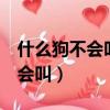 什么狗不會叫腦筋急轉彎5種答案（什么狗不會叫）
