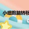 小細胞腦轉移活了10年（腦轉移活了10年）