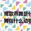 鶯歌燕舞是什么生肖動物是什么動物（鶯歌燕舞指什么動物）