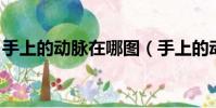 手上的動脈在哪圖(手上的動脈在哪 要具體)