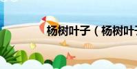楊樹葉子(楊樹葉子圖片)