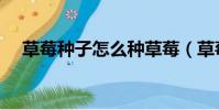 草莓種子怎么種草莓(草莓種子怎么種)