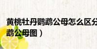 黃桃牡丹鸚鵡公母怎么區分圖解(黃桃牡丹鸚鵡公母圖)