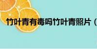 竹葉青有毒嗎竹葉青照片(竹葉青有毒嗎)