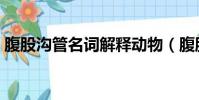 腹股溝管名詞解釋動物(腹股溝管名詞解釋)