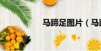 馬蹄足圖片(馬蹄足)