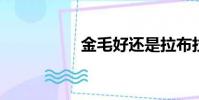 金毛好還是拉布拉多好