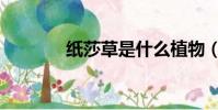 紙莎草是什么植物(紙莎草)