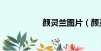 顏靈蘭圖片(顏靈蘭)