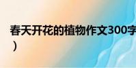 春天開花的植物作文300字(春天開花的植物)