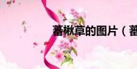 蕃楸草的圖片(蕃楸草)