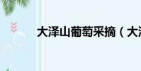 大澤山葡萄采摘(大澤山葡萄)