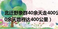 北遷野象群40余天走400公里(北遷野象群40余天路程達400公里)