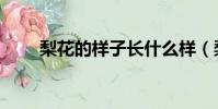 梨花的樣子長什么樣(梨花的樣子)