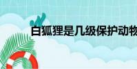 白狐貍是幾級保護動物(白狐貍)