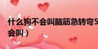 什么狗不會叫腦筋急轉彎5種答案(什么狗不會叫)