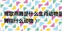 鶯歌燕舞是什么生肖動物是什么動物(鶯歌燕舞指什么動物)