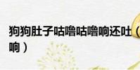 狗狗肚子咕嚕咕嚕響還吐(狗狗肚子咕嚕咕嚕響)