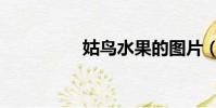 姑鳥水果的圖片(姑鳥)