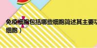 免疫細胞包括哪些細胞簡述其主要功能(免疫細胞包括哪些細胞)